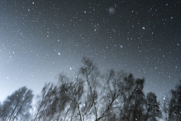 Reflection of trees during snowfall - FOLF01917