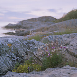 View of Swedish West Coast - FOLF01936