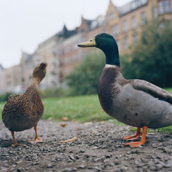 Zwei Stockenten im Stadtpark - FOLF01944