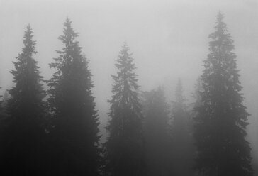 Bild eines Waldes im Nebel - FOLF01961
