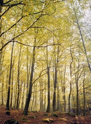 Picture of beech forest in autumn - FOLF01963