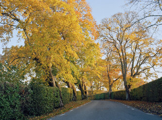 Yellow trees in autumn - FOLF02000