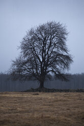 Einsamer Baum auf dem Feld - FOLF02028