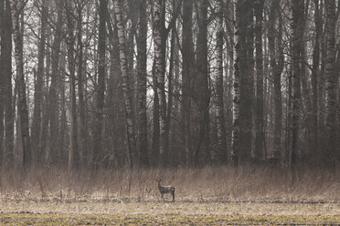 Hirschkuh auf der Wiese stehend - FOLF02029