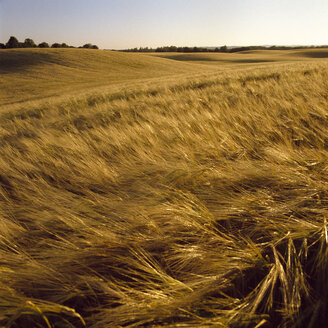 Weizenfeld im Sommerabend - FOLF02040