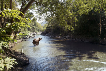 Elephant bathing in river at forest - CAVF29600
