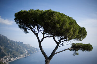 Baum mit Blick auf das Meer gegen den Himmel - CAVF29822