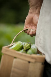 Ausgeschnittenes Bild eines Mannes, der Zucchini in einem Korb trägt - CAVF29828