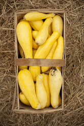 Overhead view of freshly harvested squashes in basket on hay - CAVF29829