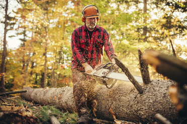 Holzfäller beim Schneiden von Baumstämmen mit der Kettensäge im Wald - CAVF29865