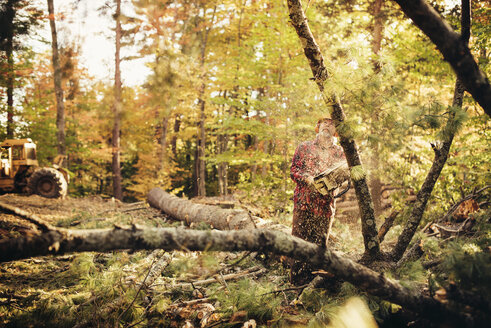 Männlicher Holzfäller, der einen Baum mit einer Kettensäge im Wald fällt - CAVF29867