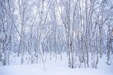 Forest in winter - FOLF02118
