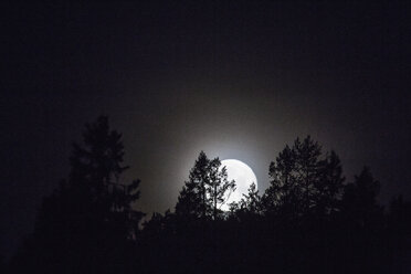 Silhouettes of trees at night with crescent moon glowing in background  stock photo