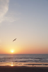 Blick auf den Golf von Biskaya mit Möwe im Flug bei Sonnenuntergang - FOLF02172