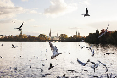 Möwen fliegen über Wasser - FOLF02199