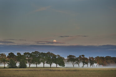 Trees in plain at dusk - FOLF02240