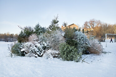 Heap of old Christmas trees - FOLF02265