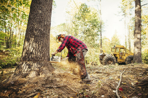 Holzfäller, der einen Baumstamm mit einer Kettensäge im Wald schneidet - CAVF29949