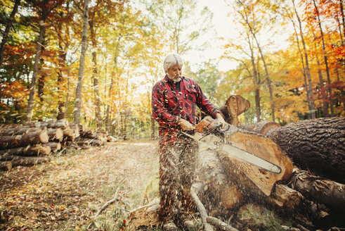 Holzfäller beim Schneiden von Baumstämmen mit der Kettensäge im Wald - CAVF29952