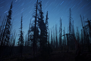 Low angle view of silhouette trees on field against star trails at sky - CAVF30027