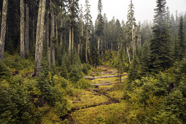 Bäume, die auf einem Feld im North Cascades National Park wachsen - CAVF30056