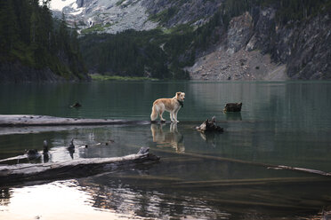 Dog standing on log floating at Blanca Lake against mountains - CAVF30060