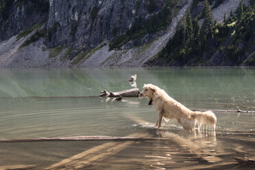 Nasser Hund im See stehend - CAVF30067