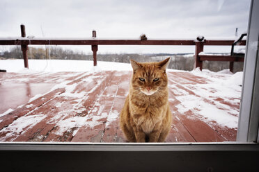 Porträt einer Katze durch eine Schiebetür, die im Winter auf der Veranda sitzt - CAVF30148
