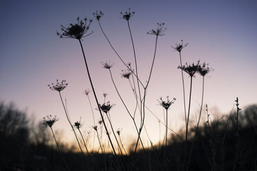 Silhouette von Pflanzen im Feld bei Sonnenuntergang - CAVF30152