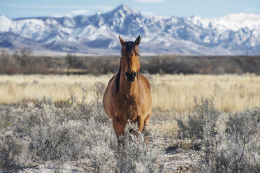 Porträt eines Pferdes, das im Winter auf einem Feld am Berg steht - CAVF30157