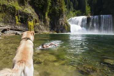 Rückansicht eines Hundes, der einen Mann betrachtet, der im Fluss schwimmt, mit einem Wasserfall im Hintergrund - CAVF30171