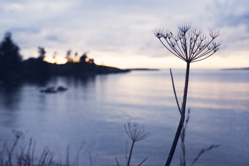 Nahaufnahme der Silhouette getrocknete Pflanze durch See bei Sonnenuntergang - CAVF30186
