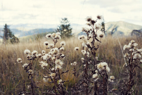 Nahaufnahme von abgestorbenen Wildblumen im Feld - CAVF30209