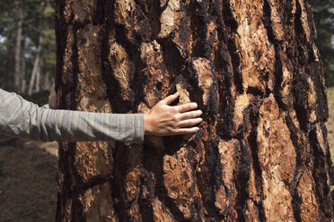 Cropped image of hand touching tree bark - CAVF30233