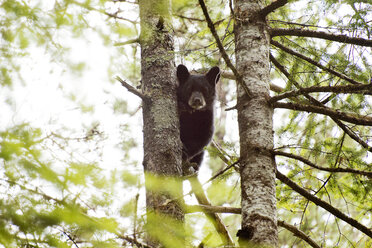 Low angle view of black bear cub sitting on tree branch - CAVF30234