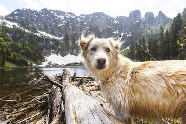Portrait of dog standing against mountains during winter - CAVF30242