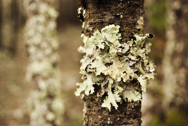 Close-up of lichen growing on tree trunk - CAVF30244