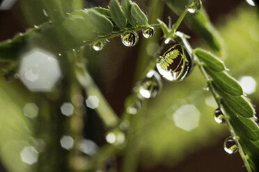 Close-up of water drops on twig - CAVF30308