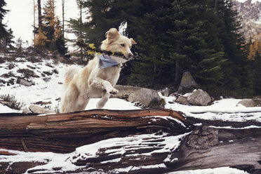 Dog with stick jumping over fallen tree trunk in forest during winter - CAVF30344