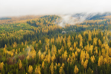 Hochformatige Ansicht von Kiefern, die im Herbst auf einem Feld wachsen - CAVF30352