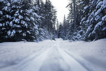 Surface level of snow covered road amidst trees during winter - CAVF30431