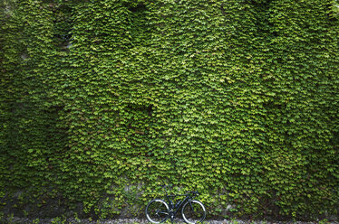 Bicycle parked against ivy covered building - CAVF30433