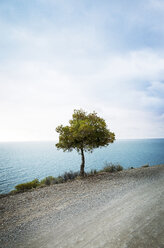 Baum wächst auf der Straße gegen Meer und Himmel - CAVF30467