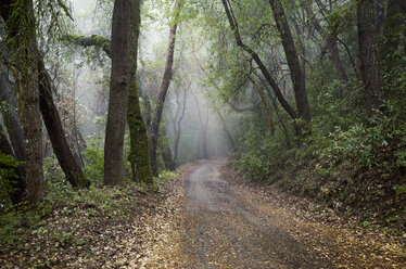 Dirt road amidst trees in forest - CAVF30479