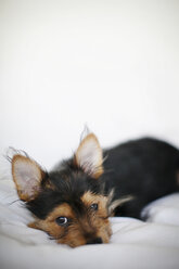 Portrait of Yorkshire Terrier lying on bed against white background - CAVF30518