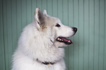 Seitenansicht eines Hundes, der an einer grünen Wand sitzt - CAVF30548