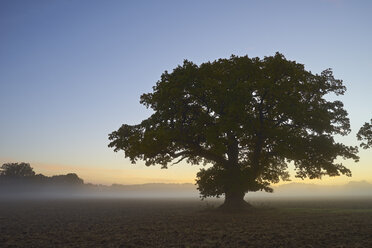 Single tree in foggy field at dawn - FOLF02523