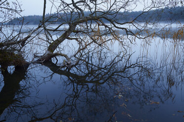 Weidenbaum, der aus dem Wasser ragt - FOLF02524