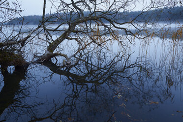 Willow tree protruding from water - FOLF02524
