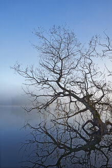 Willow tree protruding from water - FOLF02525